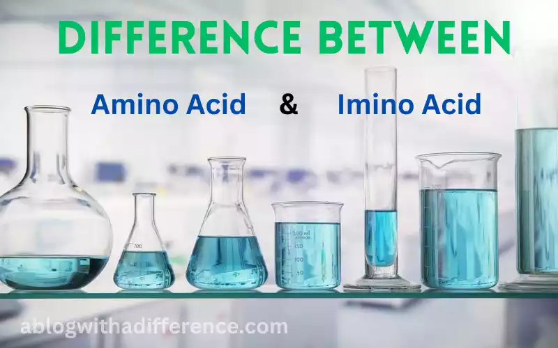Amino Acid and Imino Acid 9 awesome difference will blow your mind