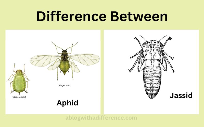Difference Between Aphid and Jassid