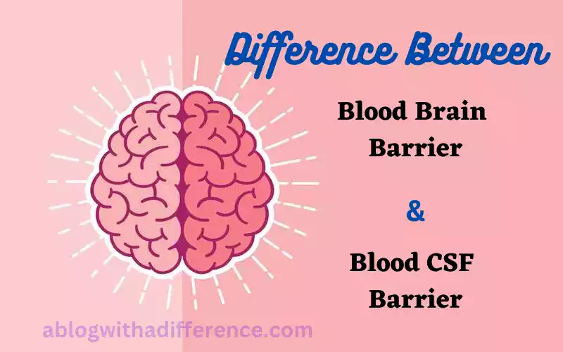 Blood Brain Barrier and Blood CSF Barrier 6 solid and best difference you should know