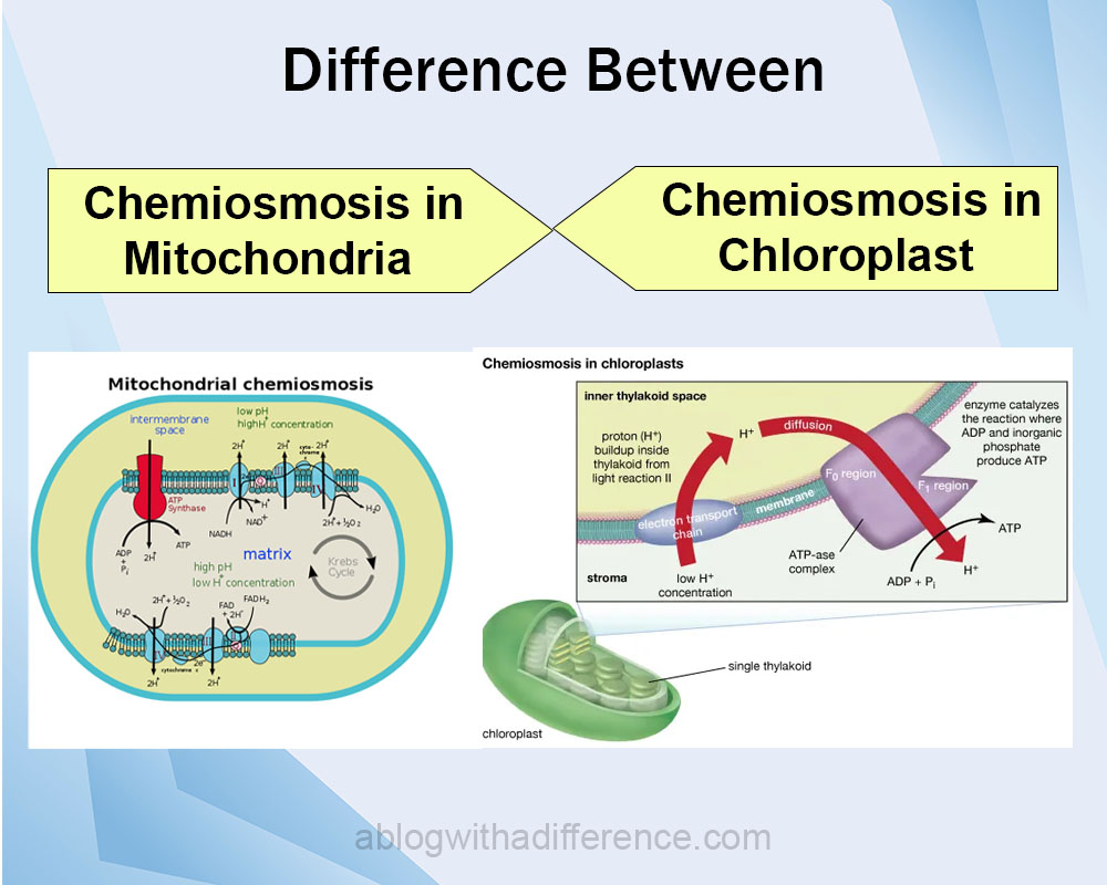 Chemiosmosis in Mitochondria and Chloroplast 4 best difference