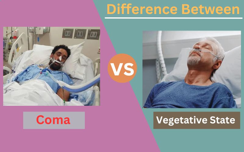 Difference Between Coma and Vegetative State
