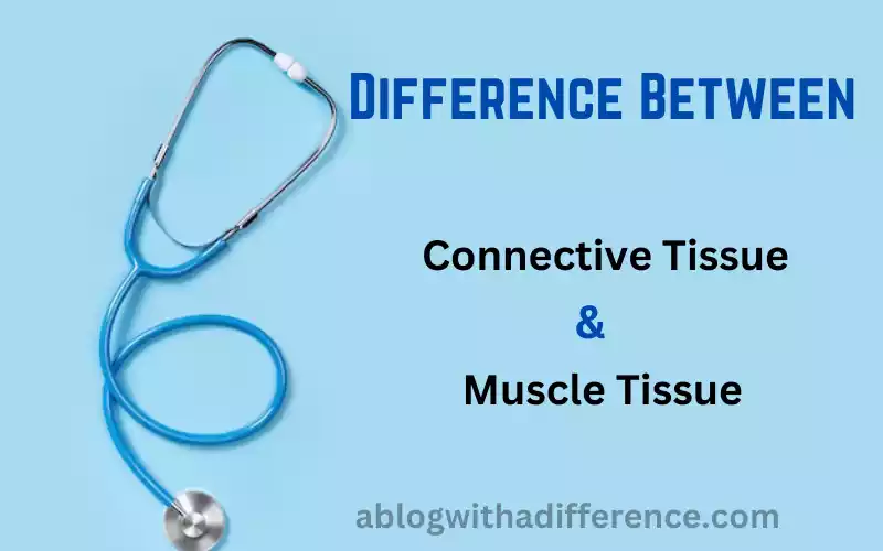 Connective Tissue and Muscle Tissue 10 amazing difference you must know