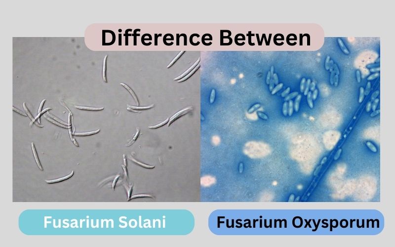 Top 10 thing about Fusarium Solani and Fusarium Oxysporum