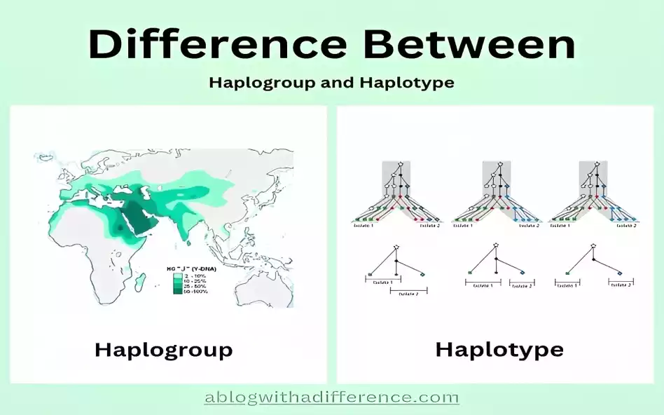 Difference Between Haplogroup and Haplotype