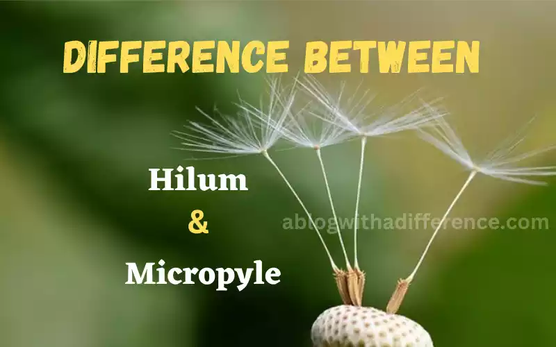 Hilum and Micropyle 6 amazing difference you learn today