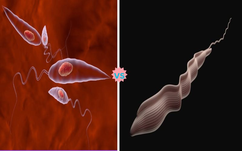 Difference Between Leishmania and Trypanosoma