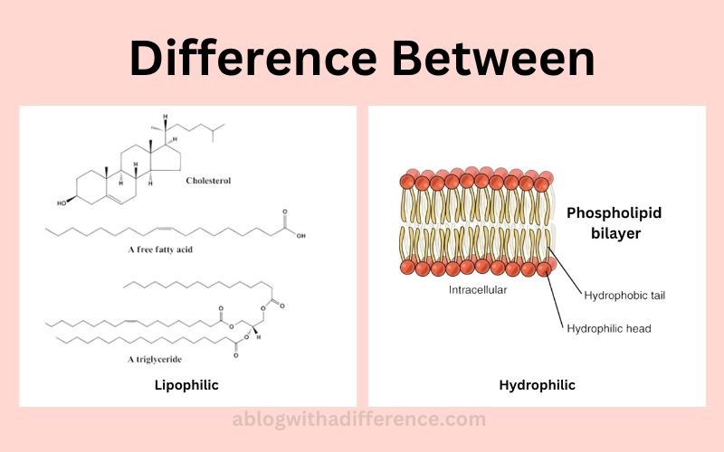 Difference Between Lipophilic and Hydrophilic