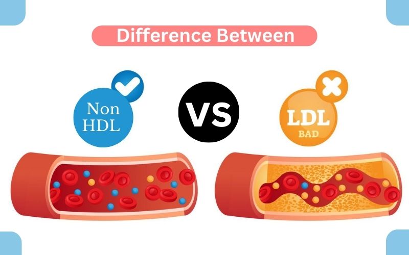 Non-HDL Cholesterol and LDL Cholesterol – Best 8 Differences
