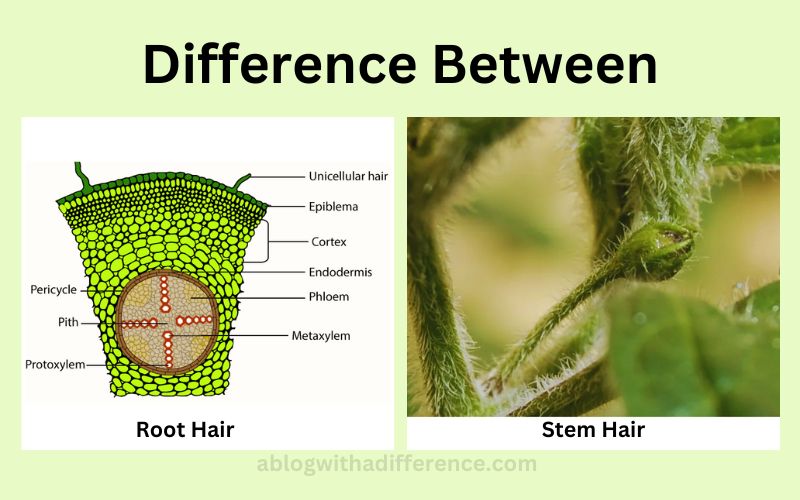Difference Between Root Hair and Stem Hair