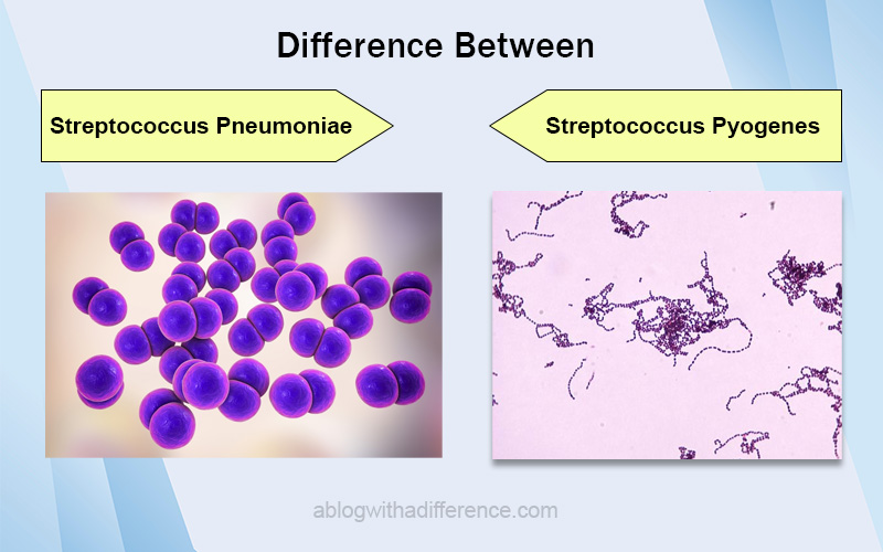 Difference Between Streptococcus Pneumoniae and Streptococcus Pyogenes
