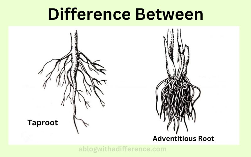 Difference Between Taproot and Adventitious Root