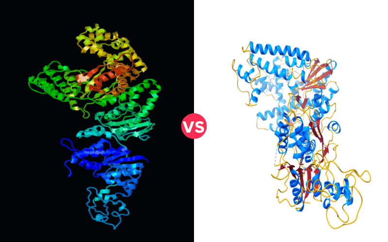 Difference Between Taq and Pfu Polymerase