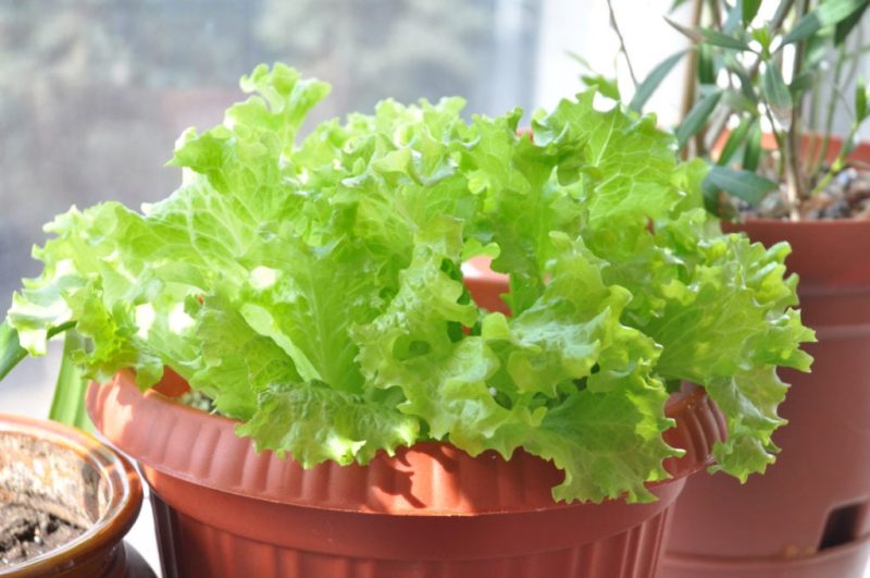 17 Easy Container Veggies to Brighten Your Windowsill