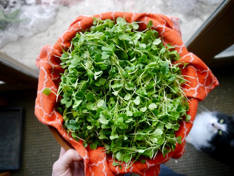 18 Fast-Growing Microgreens for Your Kitchen Garden