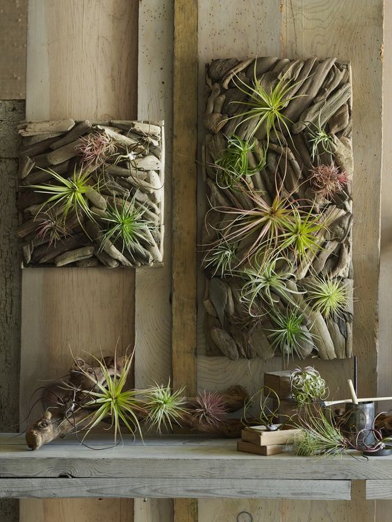47 Creative Driftwood Hanging Plant Display Ideas